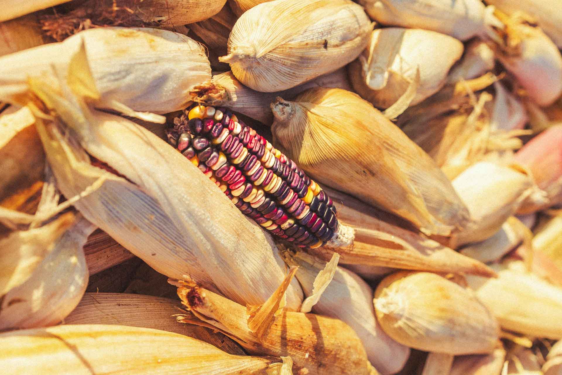 Cocina Ancestral Oaxaqueña